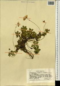 Geranium saxatile Kar. & Kir., South Asia, South Asia (Asia outside ex-Soviet states and Mongolia) (ASIA) (Afghanistan)