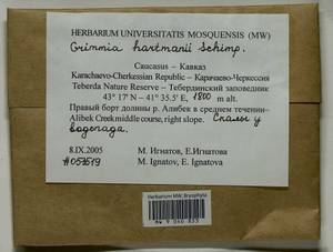 Grimmia hartmanii Schimp., Bryophytes, Bryophytes - North Caucasus & Ciscaucasia (B12) (Russia)