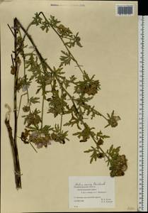 Malva excisa Rchb., Eastern Europe, North-Western region (E2) (Russia)