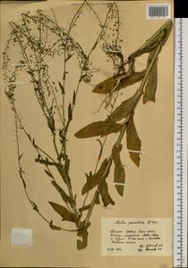 Neslia paniculata (L.) Desv., Siberia, Russian Far East (S6) (Russia)