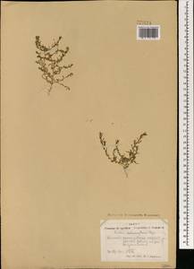 Grubovia melanoptera (Bunge) Freitag & G. Kadereit, Mongolia (MONG) (Mongolia)