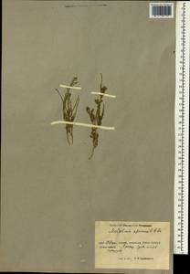Strigosella africana (L.) Botsch., South Asia, South Asia (Asia outside ex-Soviet states and Mongolia) (ASIA) (China)