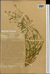 Aethionema virgatum (Boiss.) Hedge, Caucasus, Turkish Caucasus (NE Turkey) (K7) (Turkey)