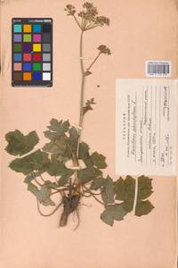 Heracleum sphondylium L., Eastern Europe, West Ukrainian region (E13) (Ukraine)