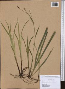 Carex pilosa Scop., Eastern Europe, Central region (E4) (Russia)