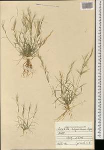 Aristida adscensionis L., Mongolia (MONG) (Mongolia)