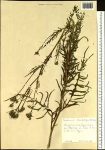 Saussurea odontolepis (Herder) Sch. Bip. ex Herder, Siberia, Russian Far East (S6) (Russia)