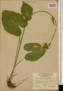 Doronicum macrophyllum Fisch., Caucasus, South Ossetia (K4b) (South Ossetia)