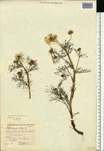 Tripleurospermum maritimum (L.) Koch, Eastern Europe, Northern region (E1) (Russia)