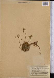 Rosularia platyphylla (Schrenk) A. Berger, Middle Asia, Northern & Central Tian Shan (M4) (Kyrgyzstan)