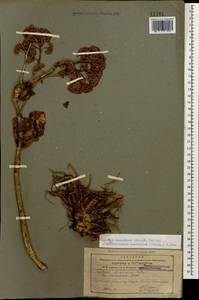 Hylotelephium maximum subsp. ruprechtii (Jalas) Dostál, Caucasus, Armenia (K5) (Armenia)