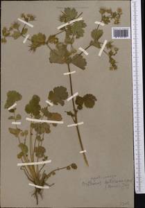 Geum heterocarpum Boiss., Middle Asia, Kopet Dag, Badkhyz, Small & Great Balkhan (M1) (Turkmenistan)