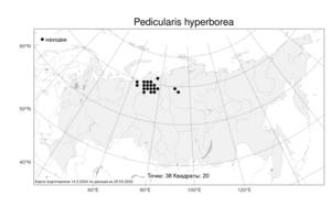 Pedicularis hyperborea Vved., Atlas of the Russian Flora (FLORUS) (Russia)