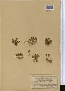 Lythrum volgense D. A. Webb, Middle Asia, Western Tian Shan & Karatau (M3) (Kazakhstan)