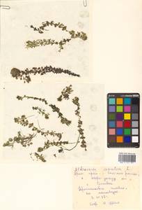 Aldrovanda vesiculosa L., Siberia, Russian Far East (S6) (Russia)