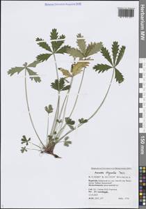 Potentilla chrysantha Trevir., Siberia, Baikal & Transbaikal region (S4) (Russia)