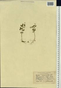 Oxalis corniculata L., Siberia, Russian Far East (S6) (Russia)