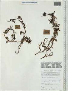Sesuvium portulacastrum (L.) L., Australia & Oceania (AUSTR) (New Caledonia)