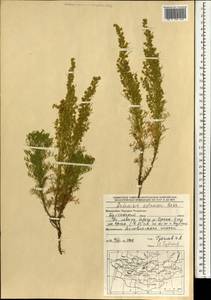 Artemisia adamsii Besser, Mongolia (MONG) (Mongolia)