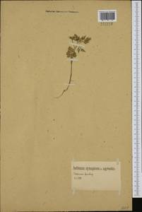 Aethusa cynapium L., Western Europe (EUR) (Germany)