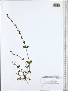 Veronica serpyllifolia L., Eastern Europe, Central region (E4) (Russia)