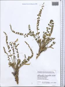 Astragalus longipetalus Chater, Middle Asia, Muyunkumy, Balkhash & Betpak-Dala (M9) (Kazakhstan)