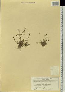 Cerastium arcticum Lange, Siberia, Central Siberia (S3) (Russia)