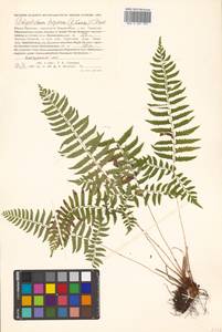 Polystichum tripteron (Kunze) C. Presl, Siberia, Russian Far East (S6) (Russia)