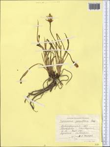 Scorzonera parviflora Jacq., Middle Asia, Northern & Central Kazakhstan (M10) (Kazakhstan)