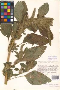 Amaranthus powellii S. Watson, Eastern Europe, Moscow region (E4a) (Russia)