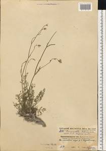 Pimpinella tragium Vill., Eastern Europe, North Ukrainian region (E11) (Ukraine)