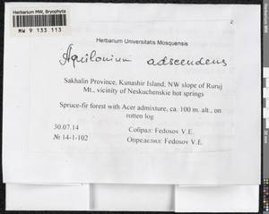 Aquilonium adscendens (Lindb.) Hedenäs, Schlesak & D. Quandt, Bryophytes, Bryophytes - Russian Far East (excl. Chukotka & Kamchatka) (B20) (Russia)