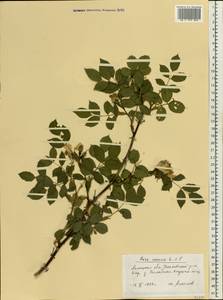 Rosa canina L., Eastern Europe, Central forest-and-steppe region (E6) (Russia)