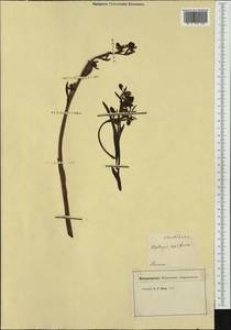 Ophrys apifera Huds., Western Europe (EUR) (Italy)