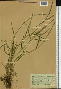 Elymus macrourus (Turcz.) Tzvelev, Siberia, Central Siberia (S3) (Russia)