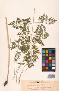 Selinum carvifolia (L.) L., Eastern Europe, Central forest-and-steppe region (E6) (Russia)
