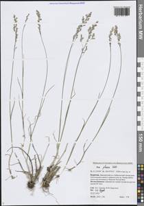 Poa glauca Vahl, Siberia, Baikal & Transbaikal region (S4) (Russia)