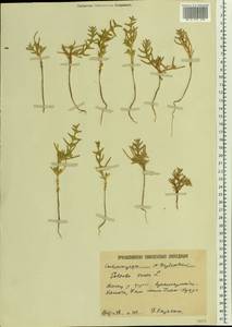 Soda inermis (Moench) Fourr., Eastern Europe, Lower Volga region (E9) (Russia)