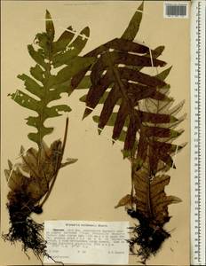 Drynaria volkensii Hieron., Africa (AFR) (Ethiopia)