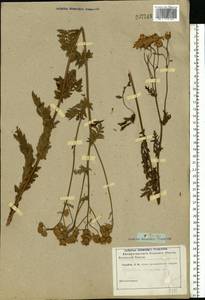 Tanacetum corymbosum subsp. corymbosum, Eastern Europe, Rostov Oblast (E12a) (Russia)