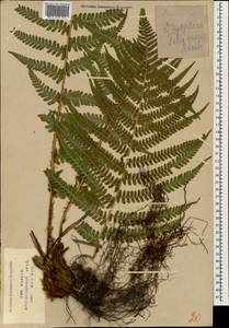 Dryopteris filix-mas (L.) Schott, Caucasus, Krasnodar Krai & Adygea (K1a) (Russia)