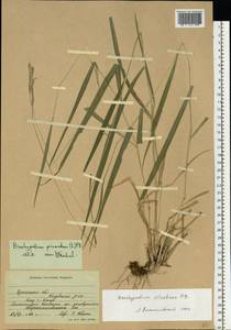 Brachypodium sylvaticum (Huds.) P.Beauv., Eastern Europe, South Ukrainian region (E12) (Ukraine)