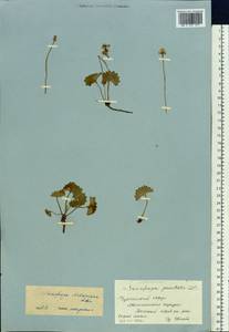 Micranthes nelsoniana subsp. nelsoniana, Siberia, Chukotka & Kamchatka (S7) (Russia)