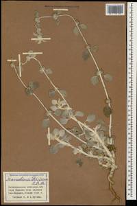 Marrubium persicum C.A.Mey., Caucasus, Azerbaijan (K6) (Azerbaijan)