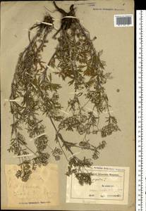 Potentilla argentea L., Eastern Europe, Belarus (E3a) (Belarus)