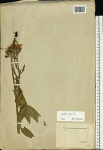 Centaurea jacea L., Eastern Europe, Estonia (E2c) (Estonia)