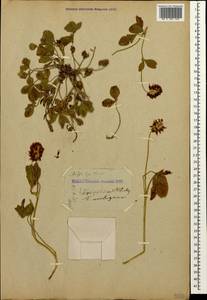 Trifolium ambiguum M.Bieb., Caucasus, Stavropol Krai, Karachay-Cherkessia & Kabardino-Balkaria (K1b) (Russia)