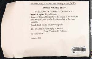 Andreaea rupestris Hedw., Bryophytes, Bryophytes - Russian Far East (excl. Chukotka & Kamchatka) (B20) (Russia)
