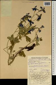 Delphinium cheilanthum Fisch. ex DC., Mongolia (MONG) (Mongolia)