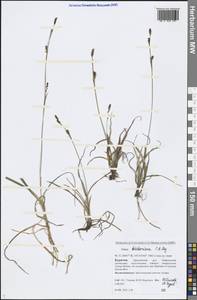 Carex ledebouriana C.A.Mey. ex Trevir., Siberia, Baikal & Transbaikal region (S4) (Russia)